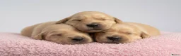 Golden Retriever dogs for sale: Beautiful Golden Retriever Puppies - Advert 19