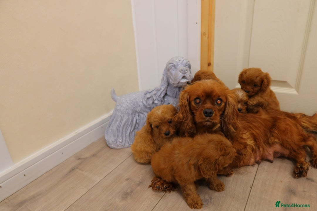 Cavapoo dogs for sale: F1 Cavapoo puppy's  - Image 10