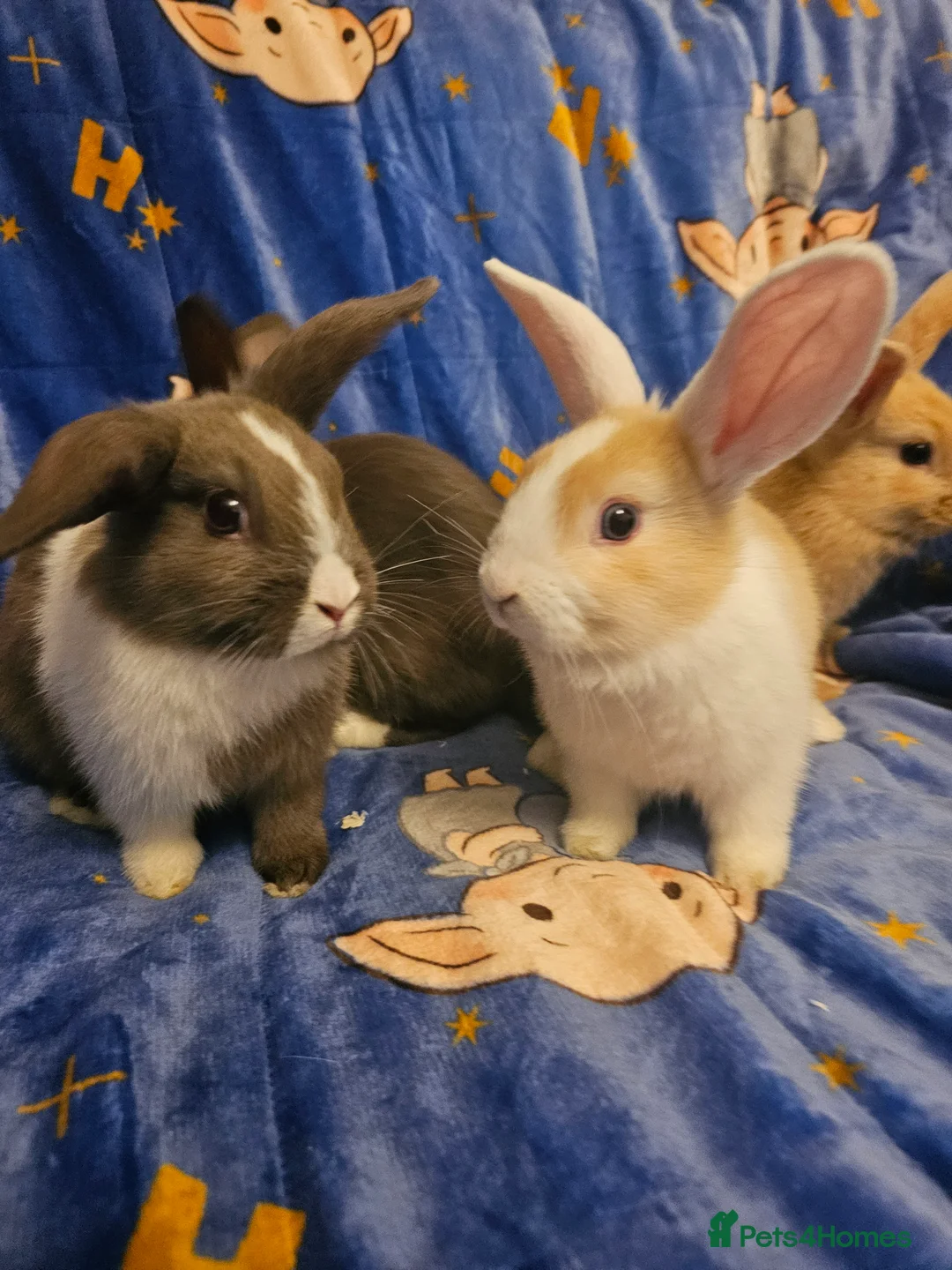Mixed Breed rabbits for sale: One little boy ready for his forever home - Advert 2