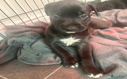 Mixed Breed dogs for sale: Bull whippets - Image 15