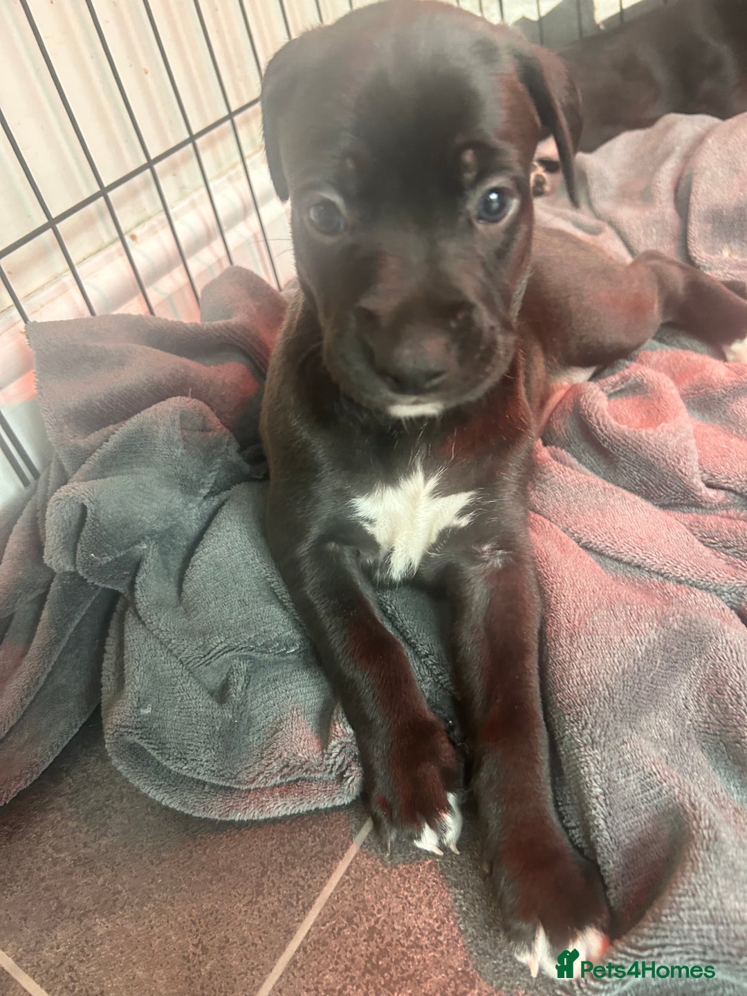 Mixed Breed dogs for sale: Bull whippets - Image 15