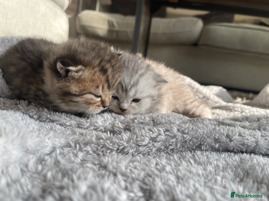 Scottish Fold cats for sale: Scottish fold kittens - Image 12