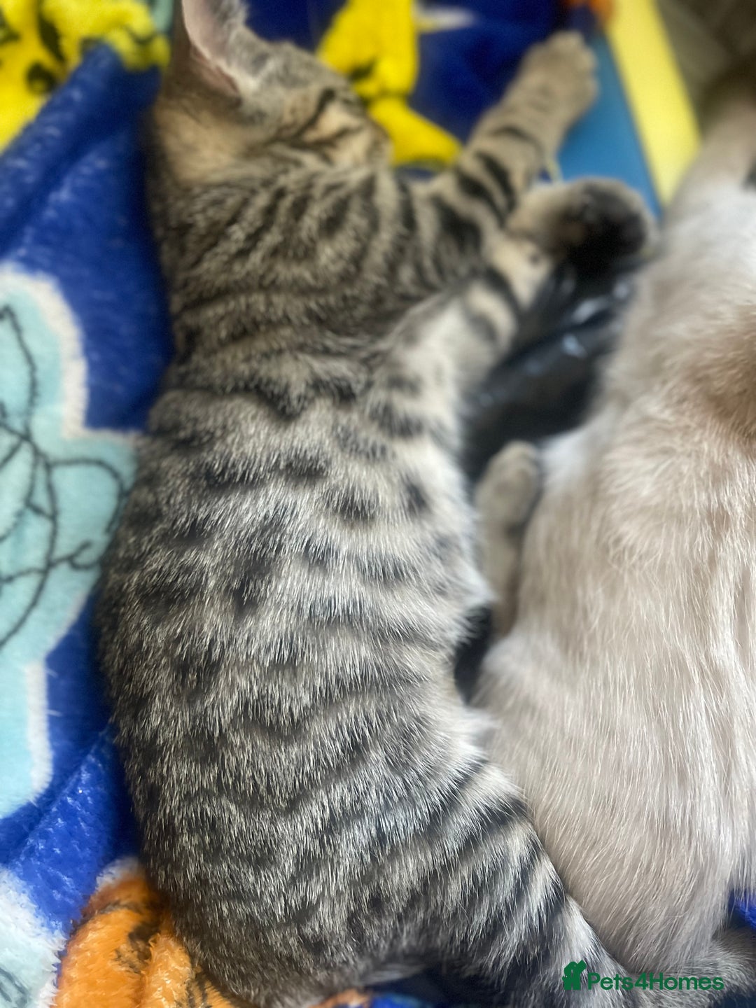 Bengal cats for sale: Male bengal kitten  - Image 5