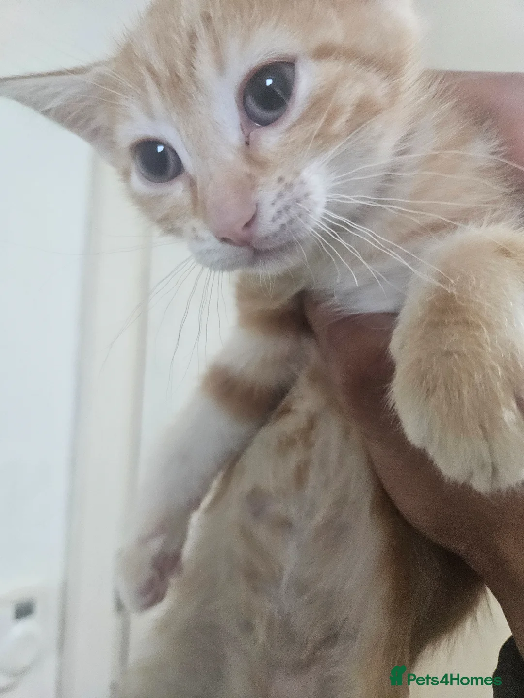 Mixed Breed cats for sale: Kitten  - Advert 2