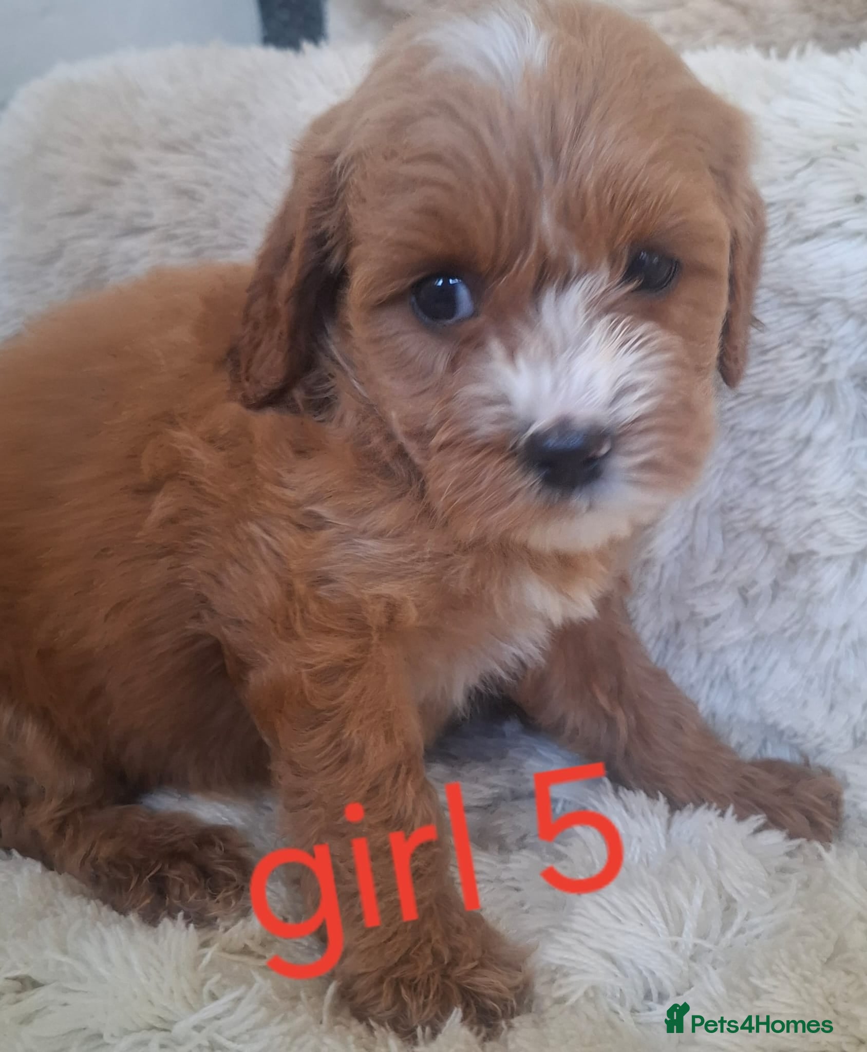 Cavapoo dogs Cavapoo beautiful 😍 litter rare fox red ♥️  - Advert 2