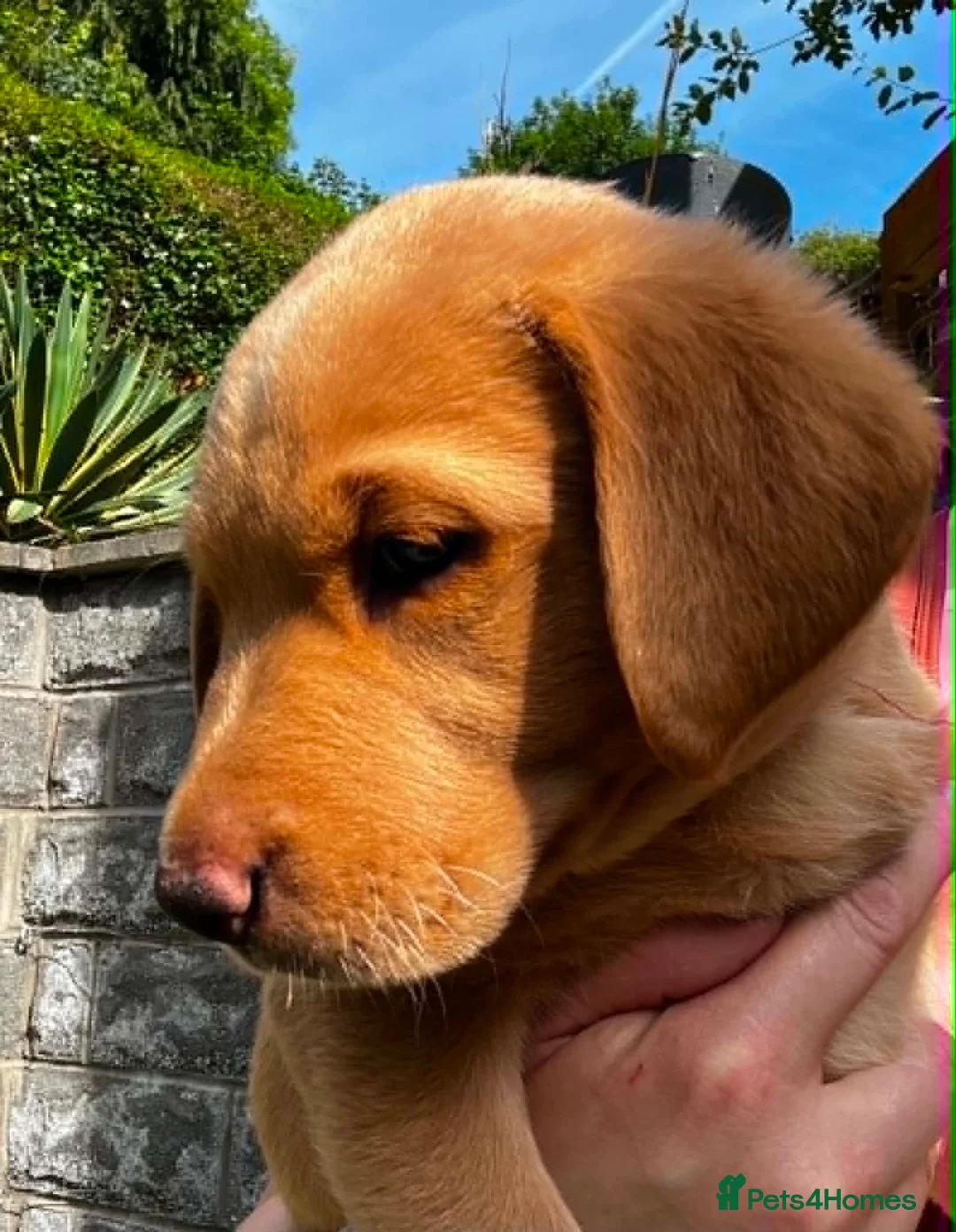 Labrador Retriever dogs for sale: Fox Red Labrador Puppy (Girl) - Advert 9
