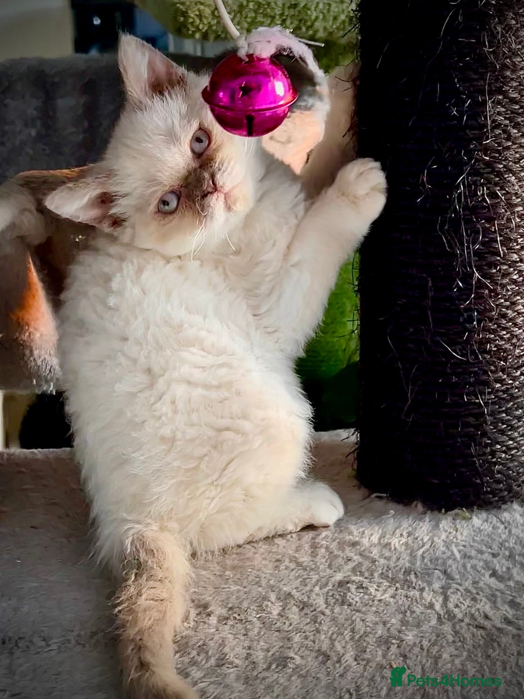 Selkirk Rex cats for sale: SELKIRK REX KITTENS  😻 - Advert 7