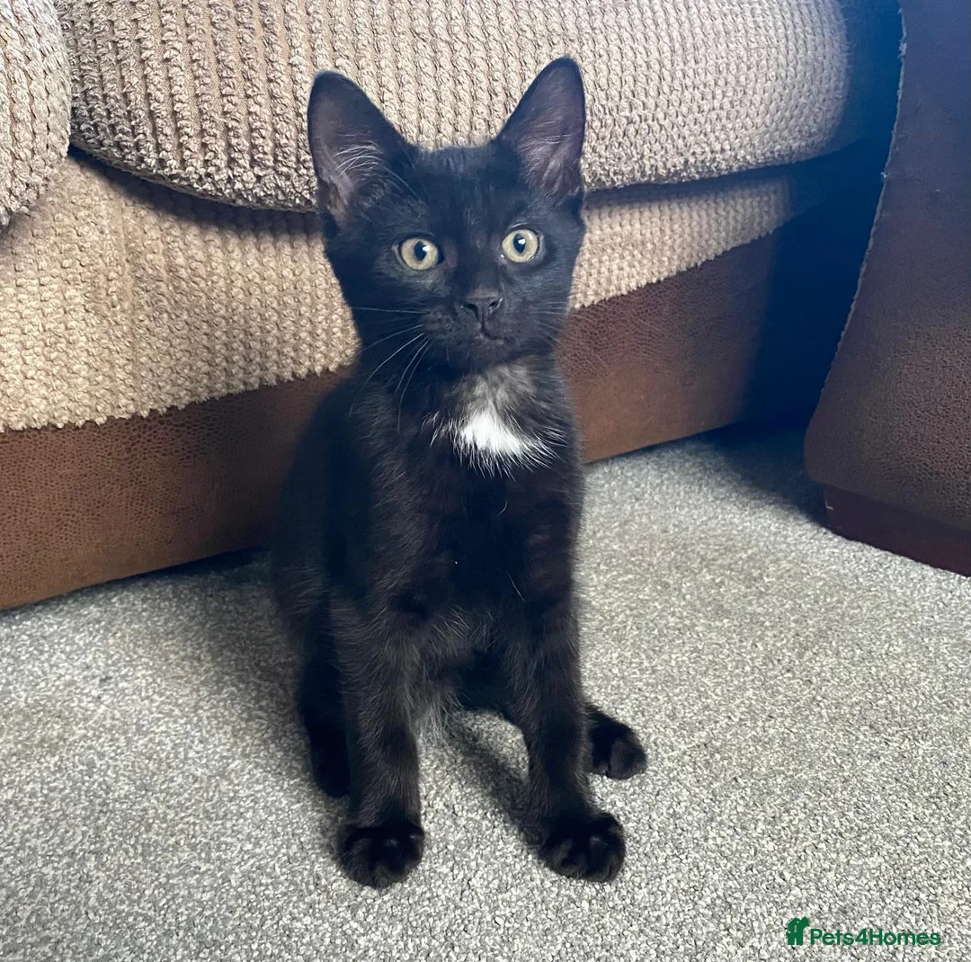 Mixed Breed cats for sale: Litter of 6 kittens ready to go to new homes! in Colchester - Advert 2