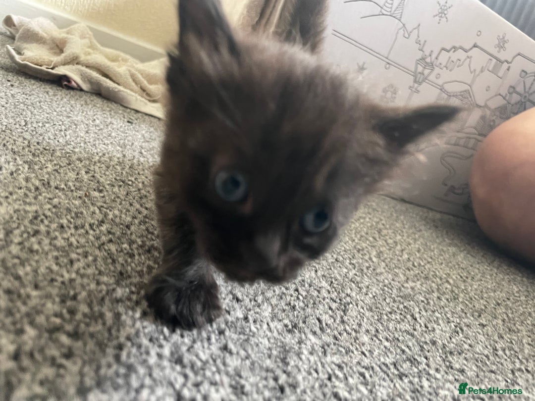 Mixed Breed cats for sale: Mixed grey kittens  - Image 18