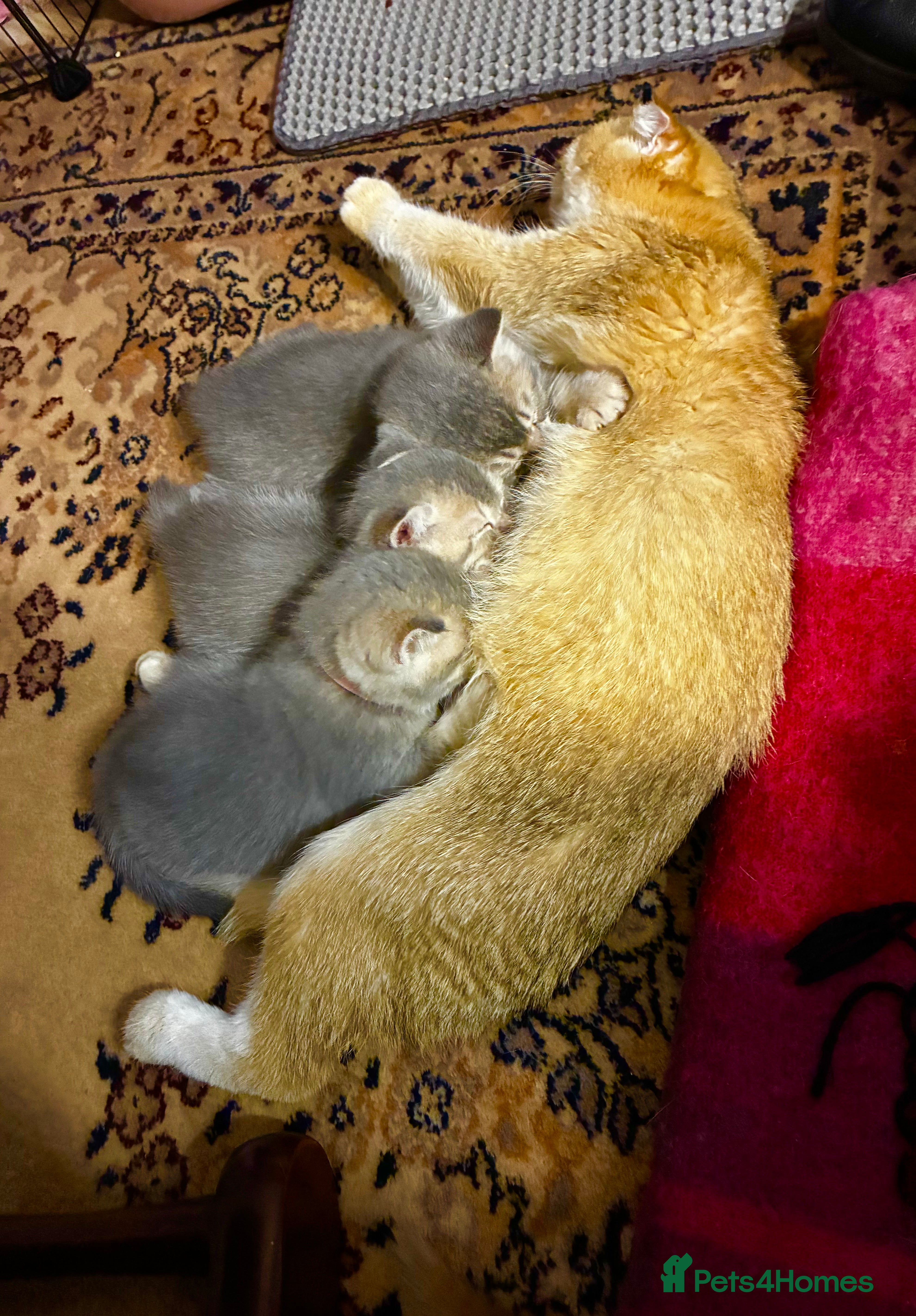 Scottish Fold cats 5 Scottish Fold Kittens for sale - Advert 7