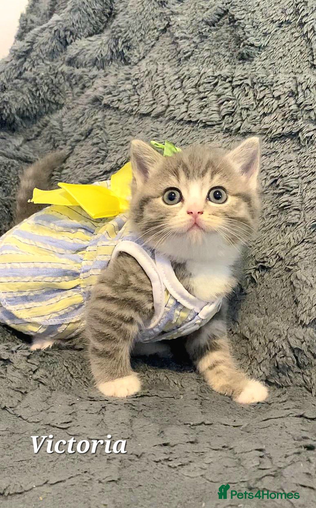 British Shorthair cats for sale: Little princess 👸  - Advert 5