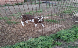 Goats livestock for sale: Ggoats for sale - Image 3