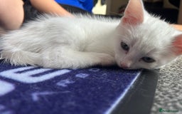 Mixed Breed cats for sale: Male kittens - Image 6