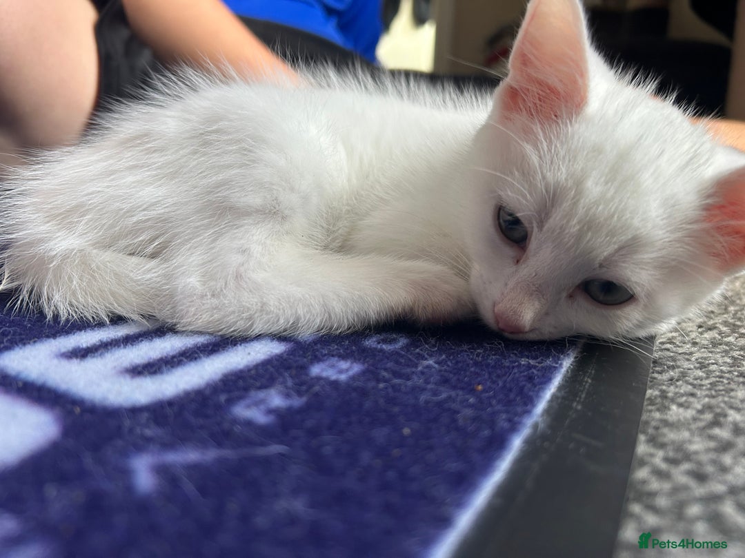 Mixed Breed cats for sale: Male kittens - Image 6