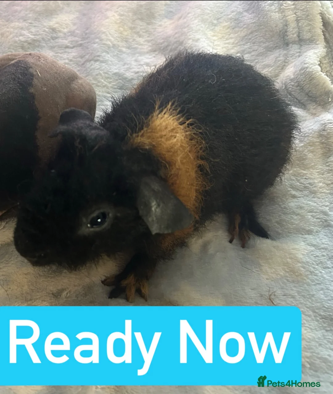 Guinea Pig rodents for sale: Skinny Pig Boars  - Advert 2