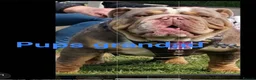 English Bulldog dogs for sale: Standard British Bulldogs 🦍🇬🇧👑 - Advert 4