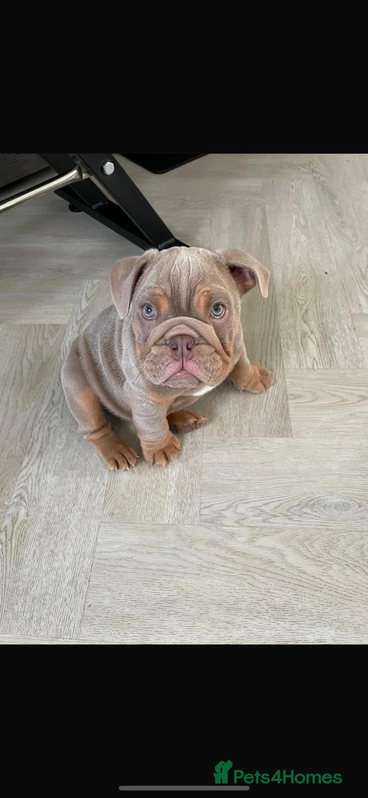 English Bulldog dogs 💙Last Male Lilac and Tan English Bulldog Puppy💙 - Advert 5
