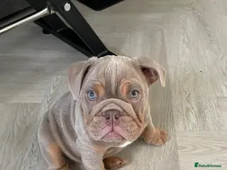 English Bulldog dogs 💙Last Male Lilac and Tan English Bulldog Puppy💙 - Advert 5