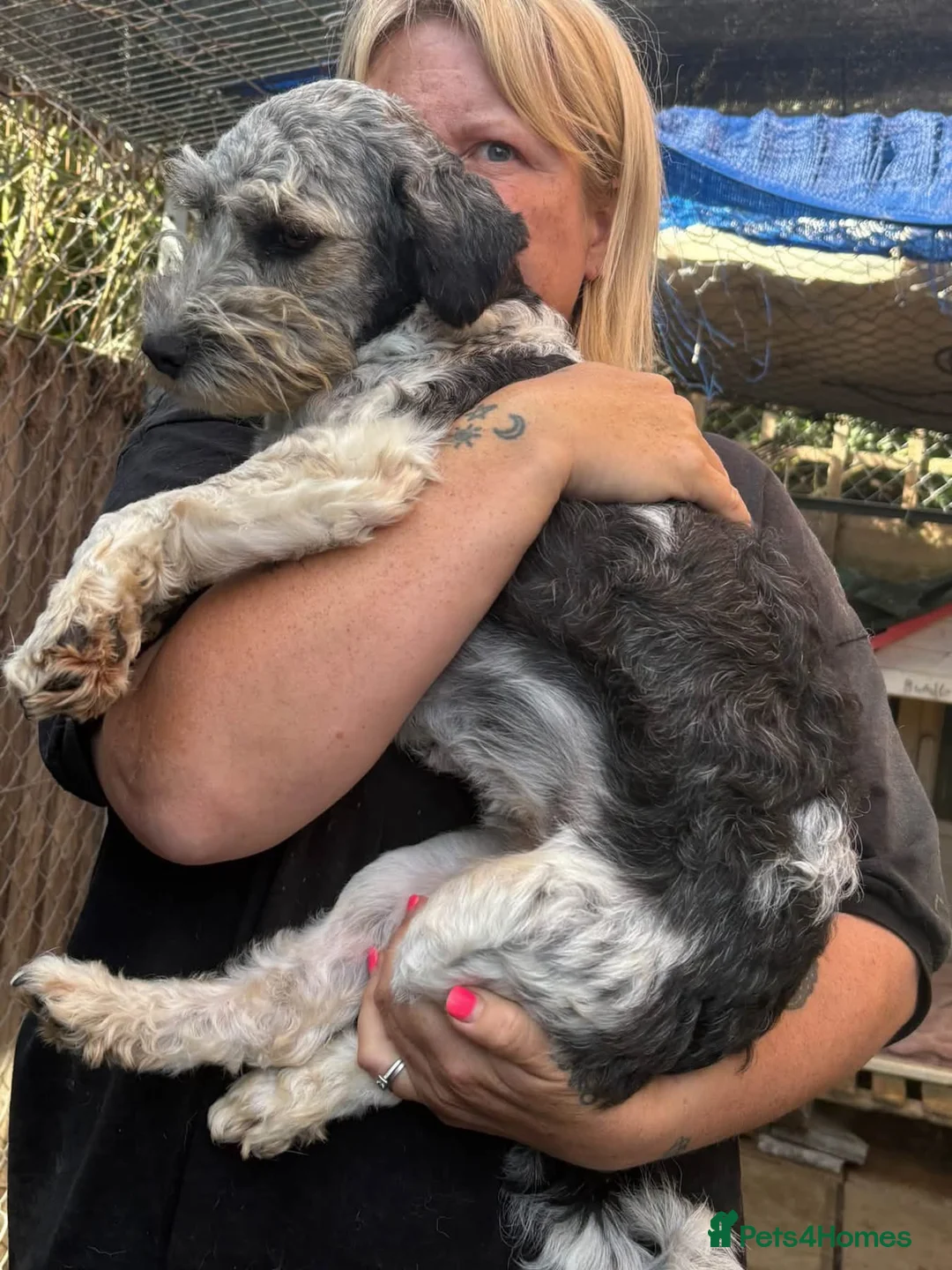 Mixed Breed dogs for adoption: Ginny - Norwich Norfolk  in Norwich - Advert 1