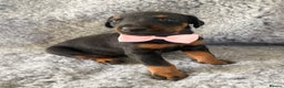 Dobermann dogs for sale: KC REG HEALTH TESTED EUROPEAN DOBERMAN : REDUCED! - Advert 27