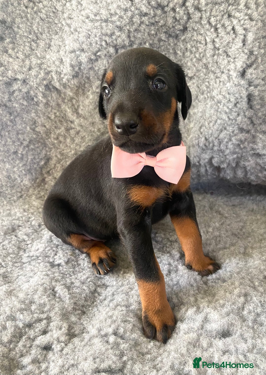 Dobermann dogs for sale: KC REG HEALTH TESTED EUROPEAN DOBERMAN : REDUCED! - Advert 27