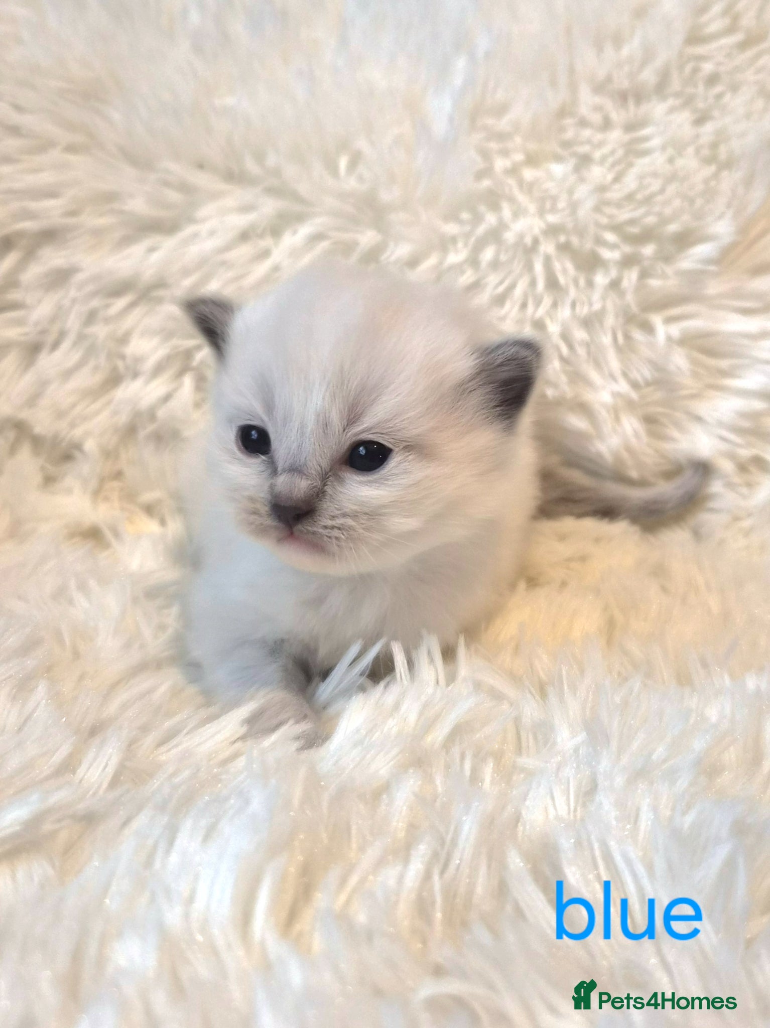 Ragdoll cats  Kittens 😸 ♥️  - Advert 12