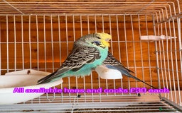 Budgerigars birds for sale: Exhibition budgie flock  - Image 2