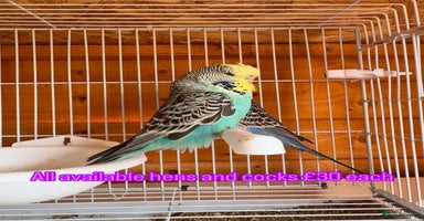 Budgerigars birds - Advert 16