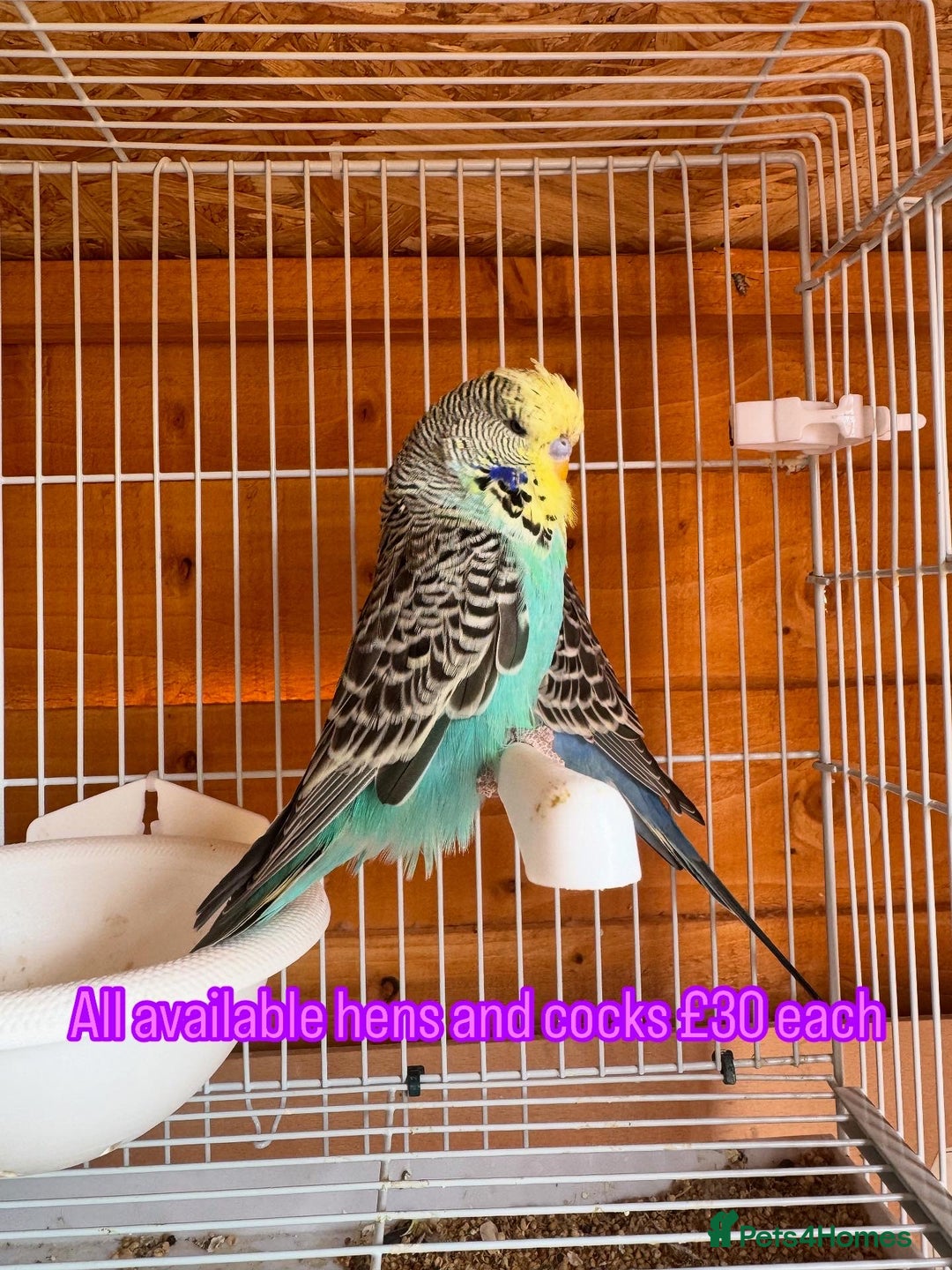 Budgerigars birds for sale: Exhibition budgie flock  - Image 2
