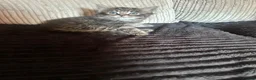 Maine Coon cats for sale: Maine coon x kittens  - Advert 6