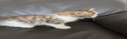 Siberian cats for sale: Pure gorgeous Siberian Kittens - Advert 26