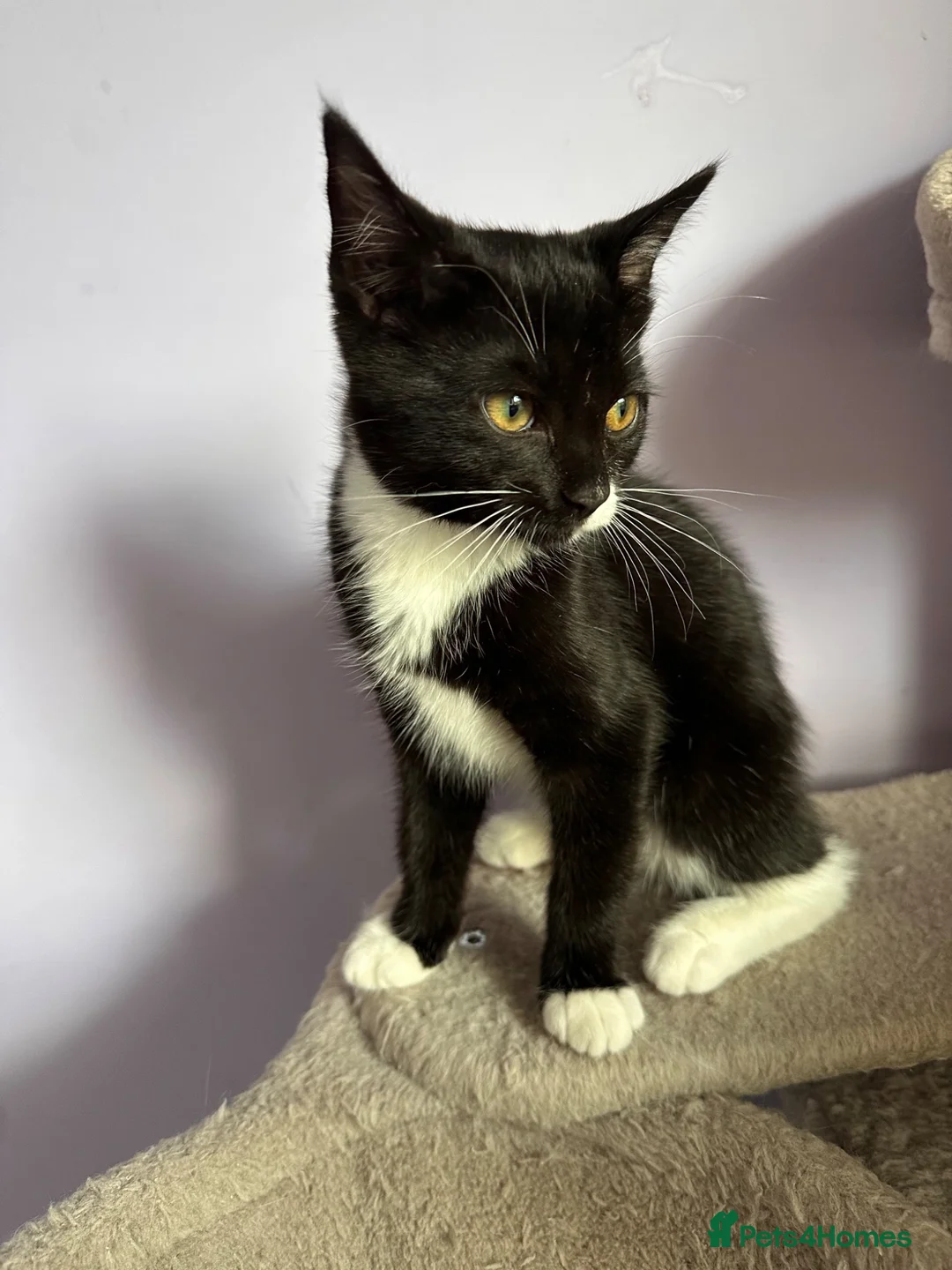 Ragdoll cats for sale: Beautiful Black & White Ragdoll Mix female Kitten - Advert 11