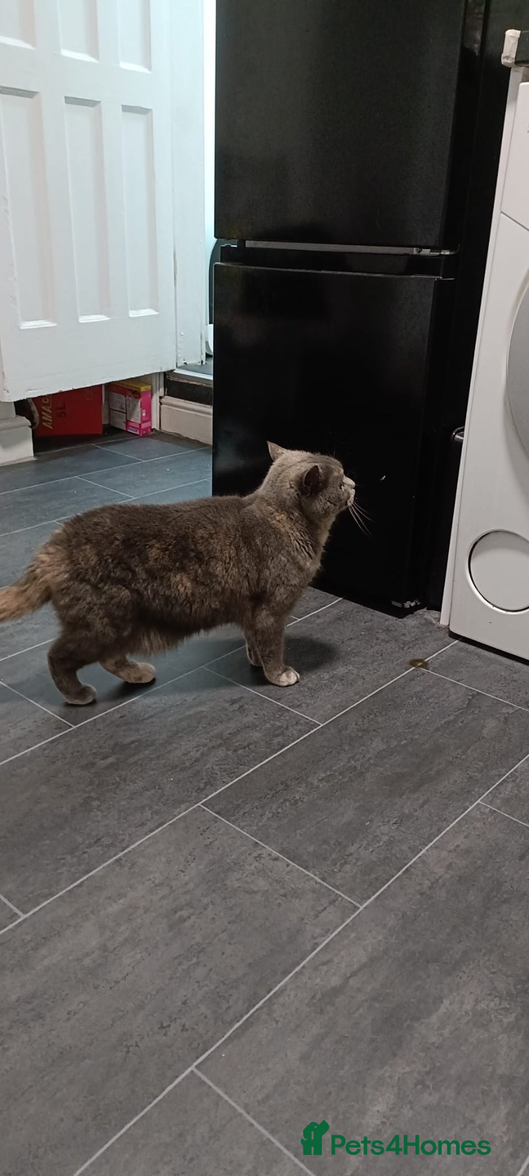 Persian cats for sale: Persian blue - Advert 9