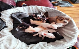 Chihuahua dogs for sale: Gorgeous Baby Chihuahua puppies  - Image 10