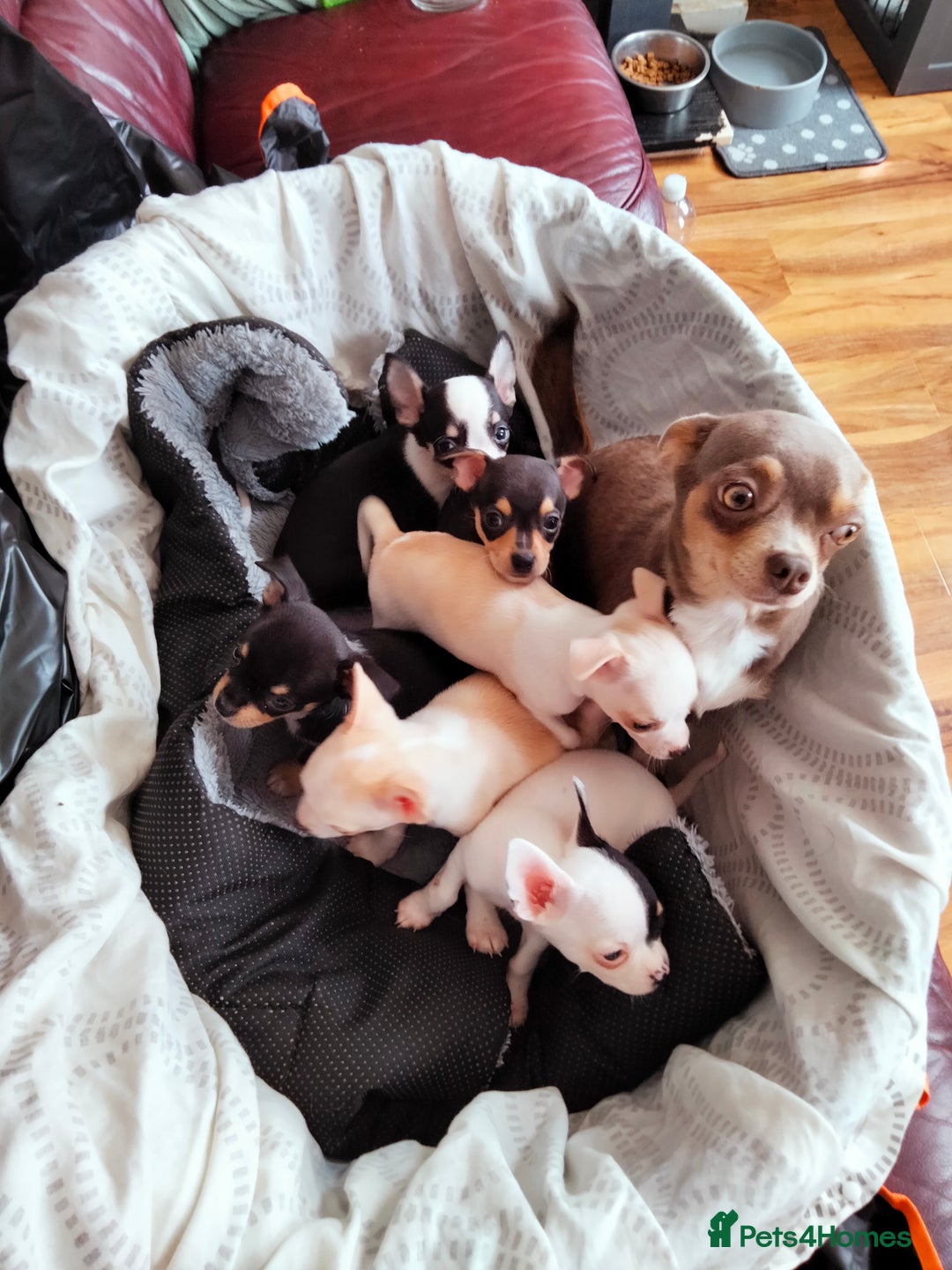 Chihuahua dogs for sale: Gorgeous Baby Chihuahua puppies  - Image 10