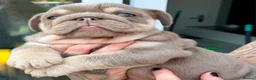 English Bulldog dogs for sale: Stunning bulldog puppies for sale  - Advert 9