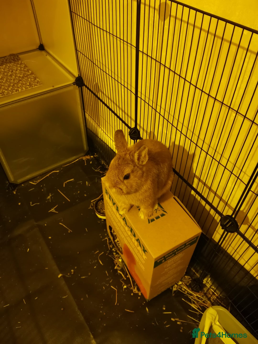 Netherland Dwarf rabbits for sale: Unique, Rare Red Fox Rabbit for sale - Advert 5
