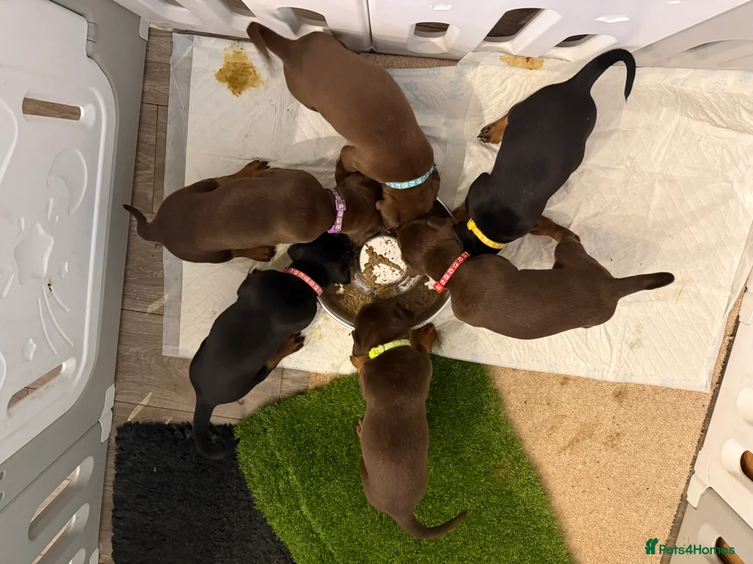 Dobermann dogs for sale: OUTSTANDING FULL EUROPEAN DOBERMAN - Advert 14