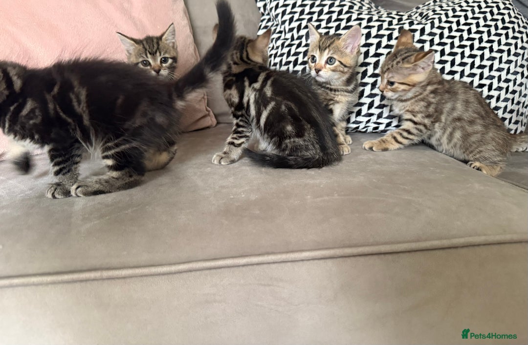 Mixed Breed cats for sale: British short hair/ragdoll mixed breed kittens  - Image 2
