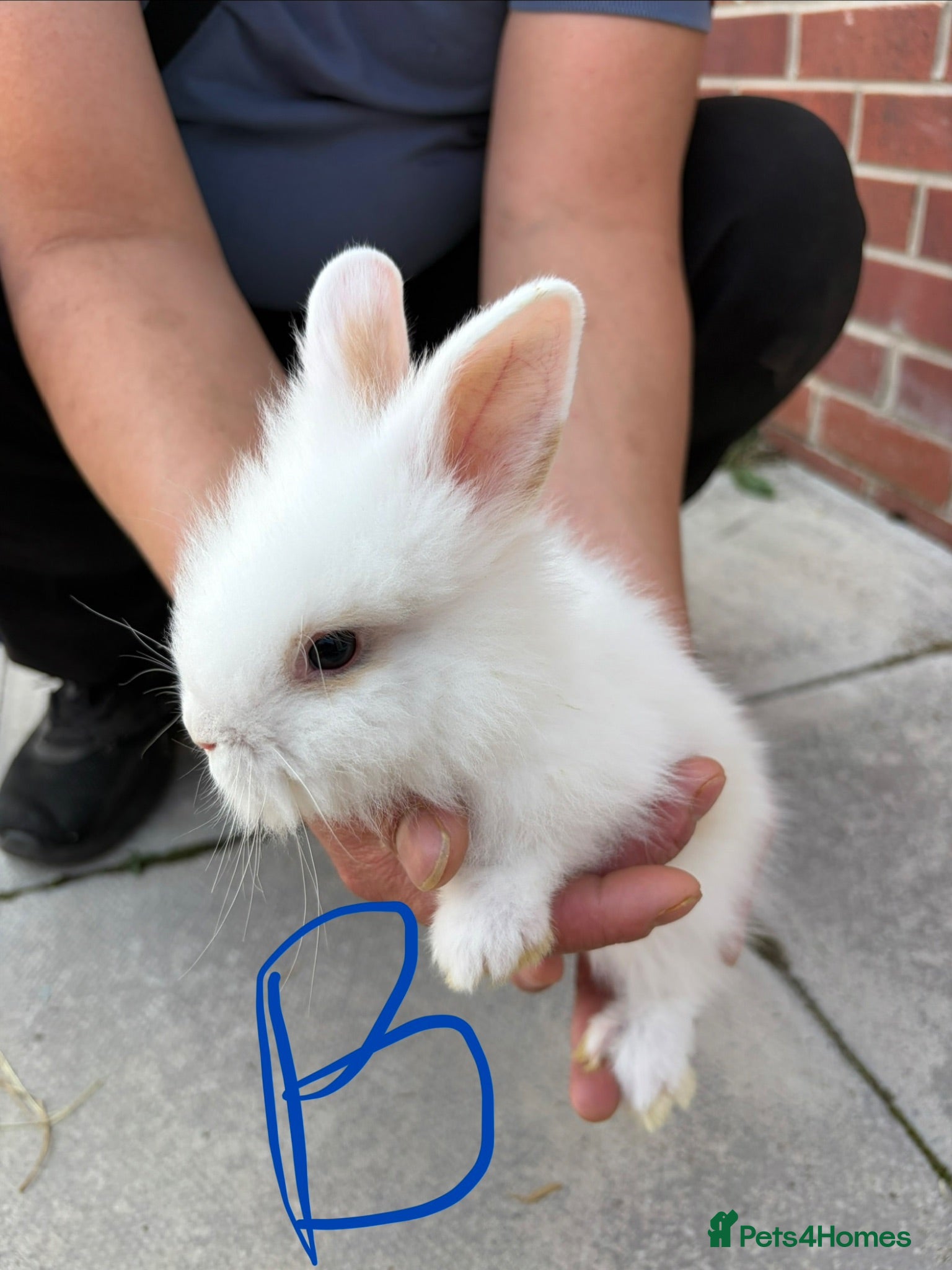 Lionhead rabbits Lionhead - Advert 1