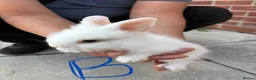 Lionhead rabbits for sale: Lionhead - Advert 1