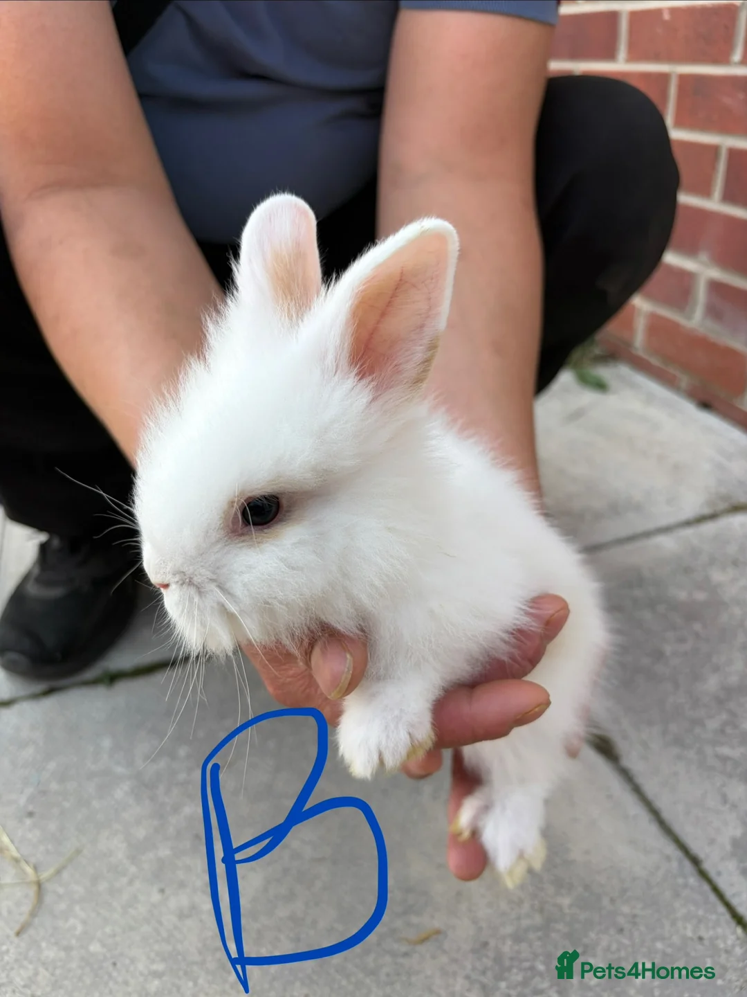 Lionhead rabbits for sale: Lionhead - Advert 1