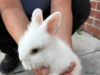 Lionhead rabbits Lionhead - Advert 3