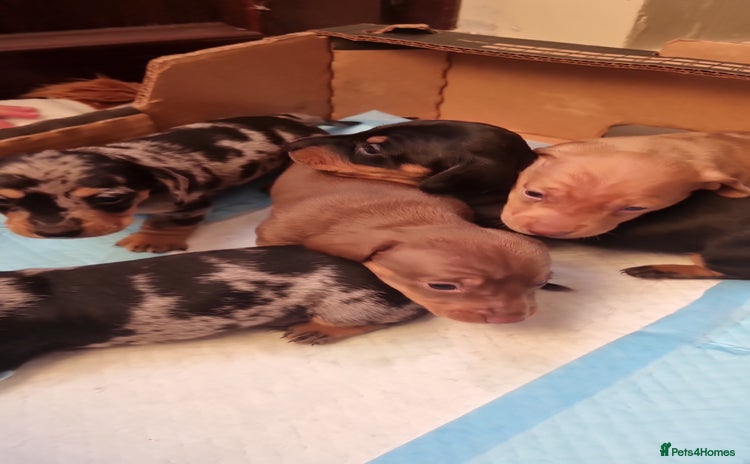 Dachshund dogs - Advert 10