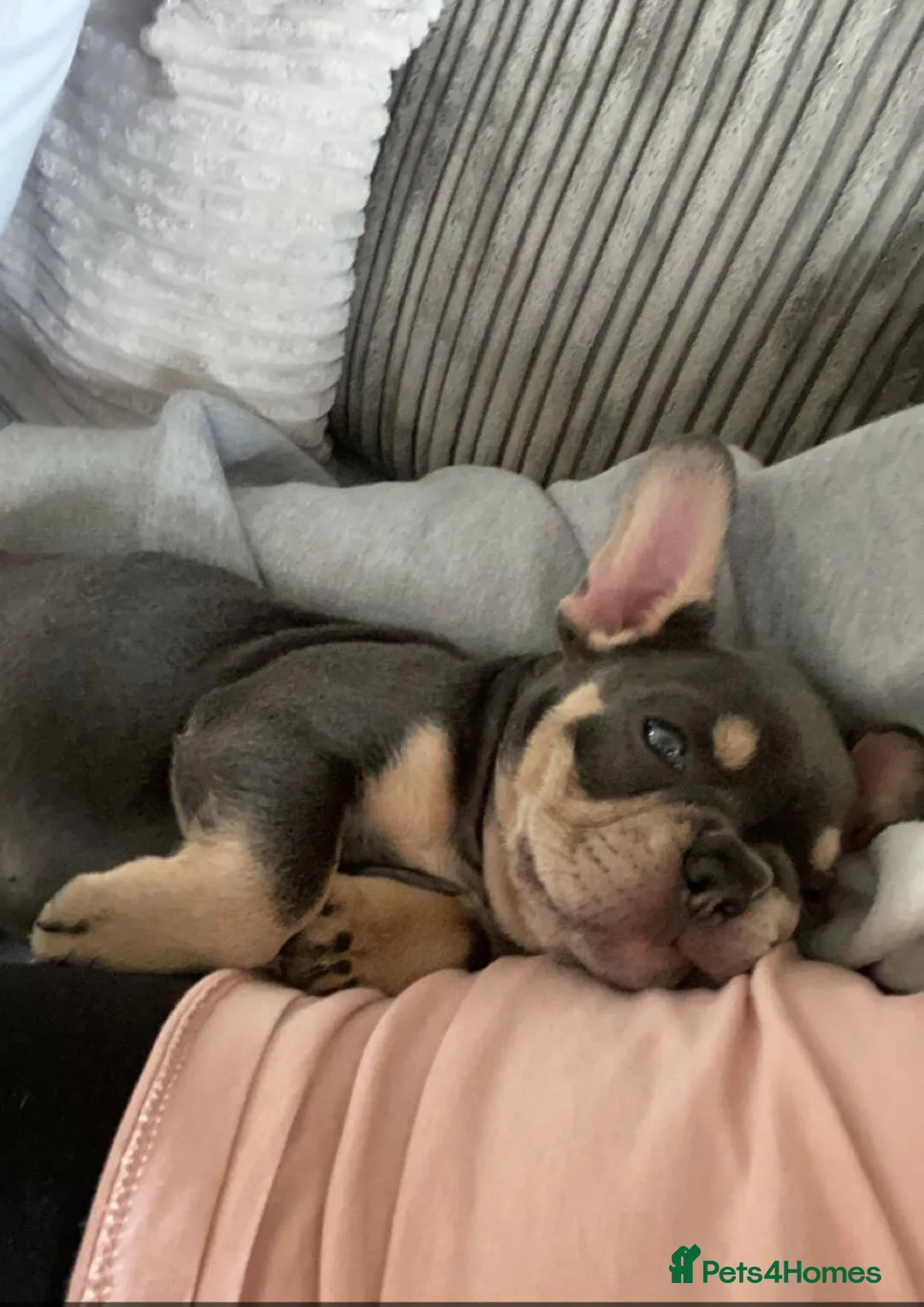 French Bulldog dogs for stud: 🇫🇷 French Bulldog For Stud  🇫🇷 in Croydon - Advert 25