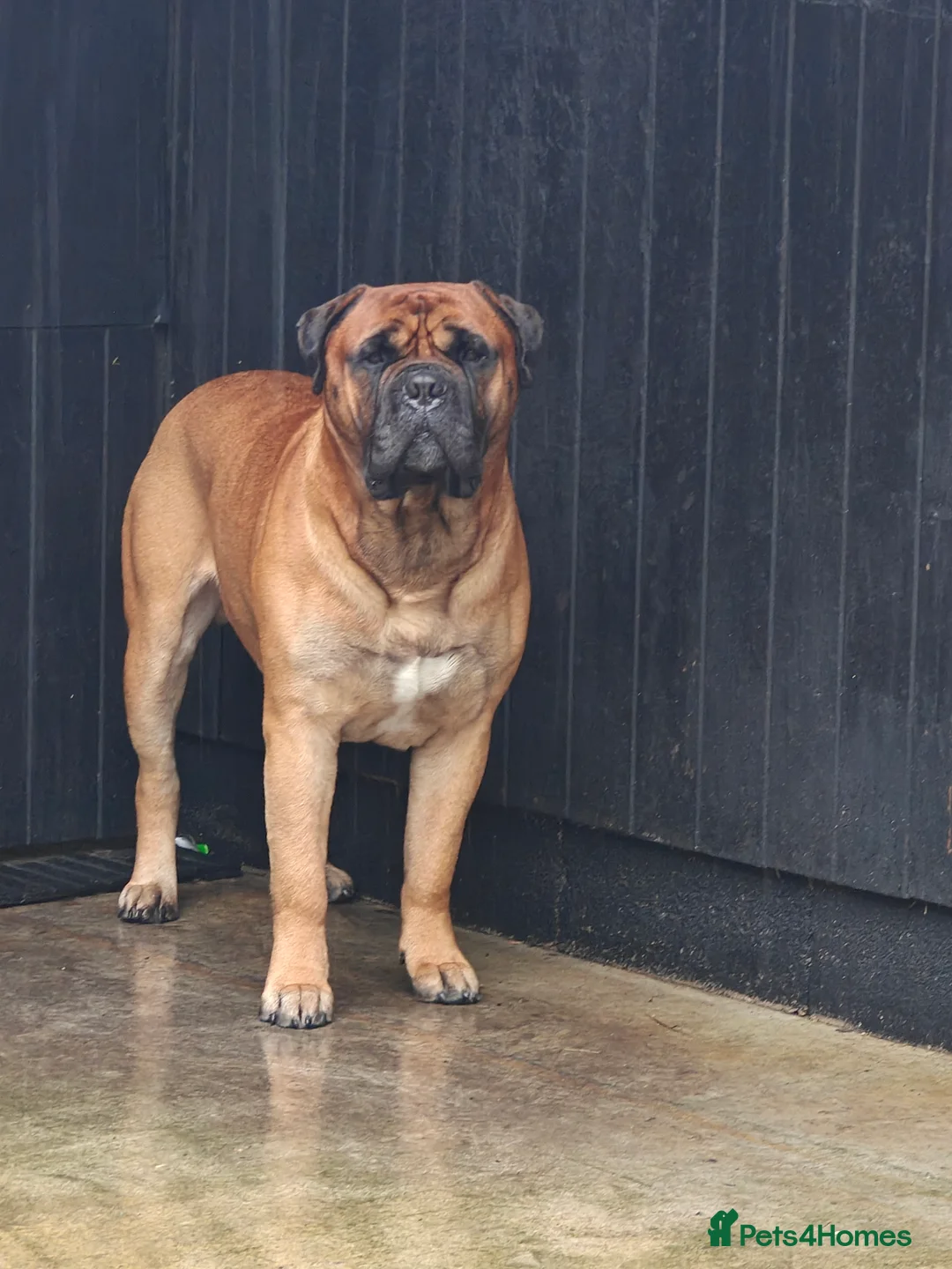 Bullmastiff dogs for sale: KC  reg bullmastiff pups. Health tested parents  - Advert 2