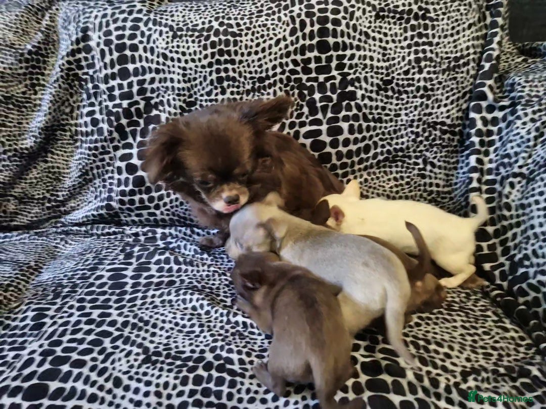 Chihuahua dogs for sale: 4 male chihuahuas - Advert 4