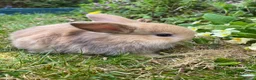 Mini Lop rabbits for sale: Beautiful mini-lop baby rabbits - Advert 21