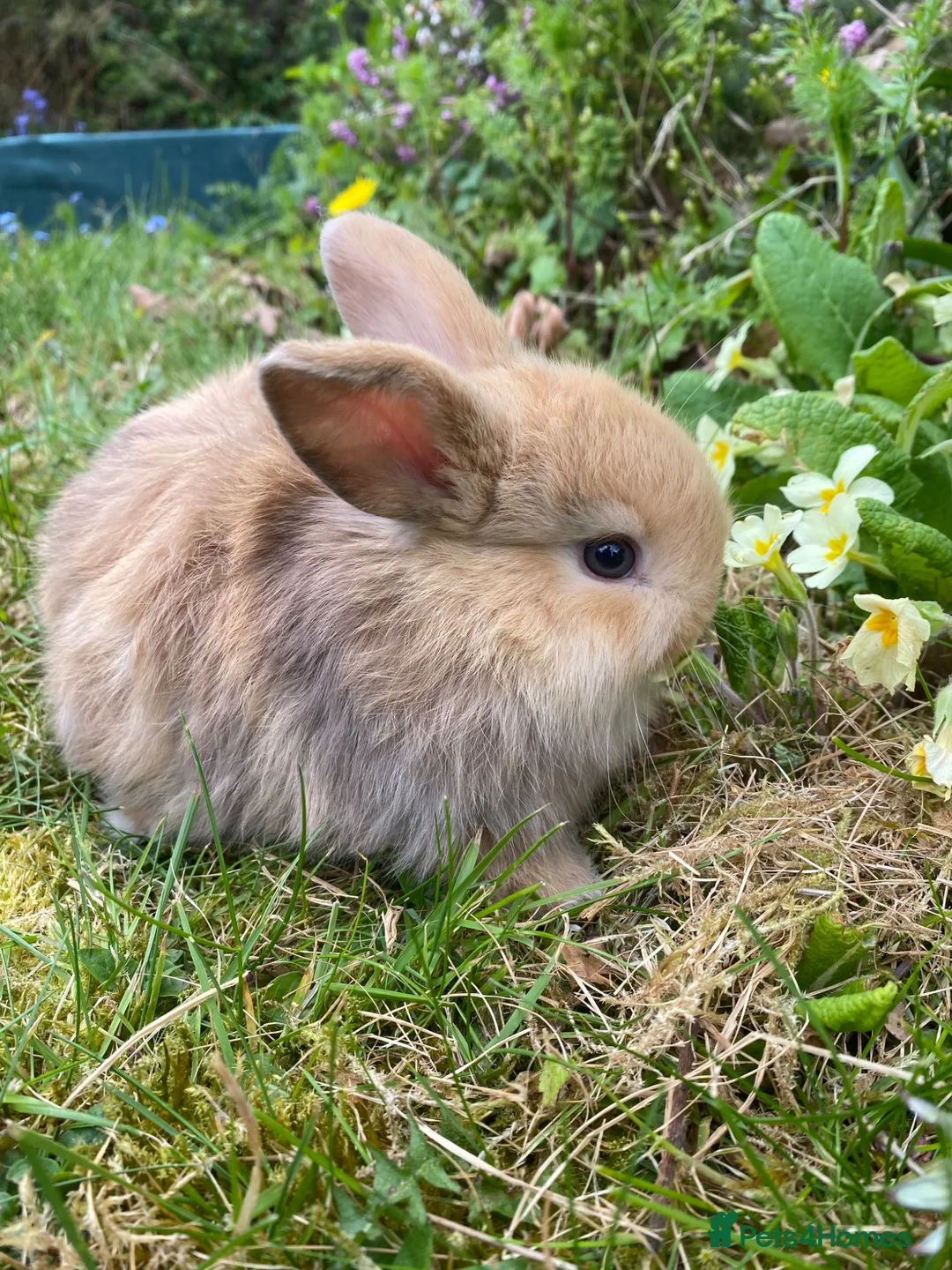 Mini Lop rabbits for sale: Beautiful mini-lop baby rabbits - Advert 21
