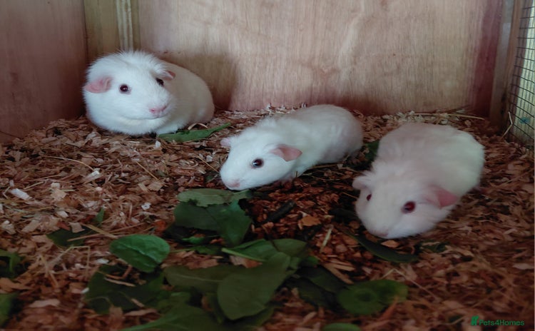 Guinea Pig rodents - Advert 1